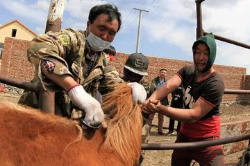 A list of traditional Mongolian festivals4