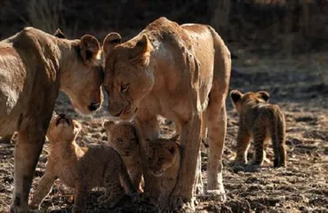 Popular tourist attractions in Zimbabwe12