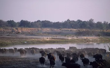 Top 10 Tourist Attractions in Zambia3