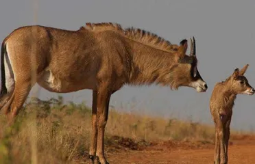 A complete list of tourist attractions in Eswatini4