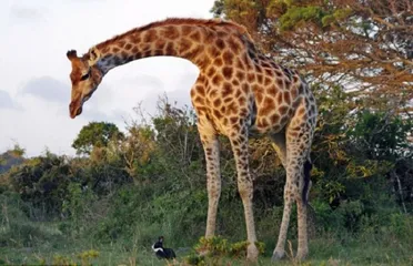 Top 10 Tourist Attractions in South Africa6