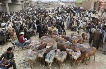 Afghan customs5