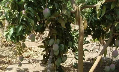 Customs and customs in Guinea-Bissau2