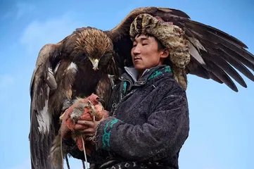 Mongolia's 4000-year-old traditional custom of falcon domestication faces loss