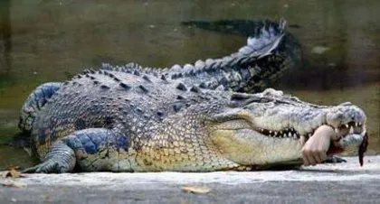 Evil custom: African women with 15 children are fed to crocodiles2