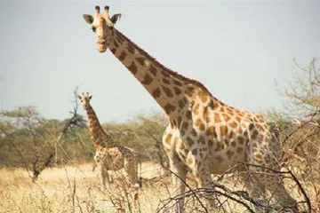 A complete list of tourist attractions in Cameroon8