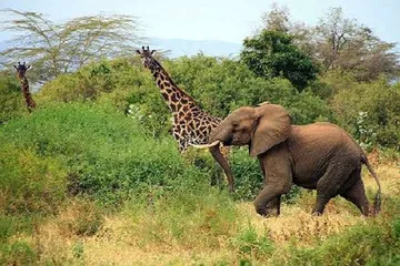 A complete list of tourist attractions in Cameroon9
