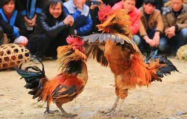 Top ten traditional customs during Qingming Festival4