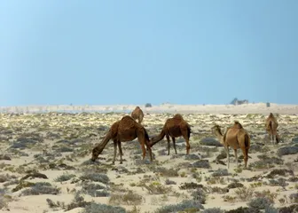 Western Sahara customs2