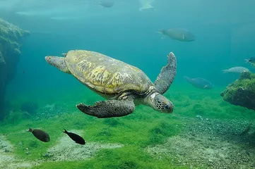 Guide to tourist attractions in Reunion Island3