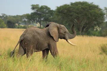 Top ten tourist attractions in Uganda5