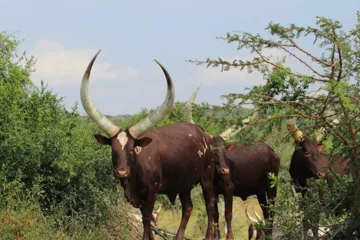 Top ten tourist attractions in Uganda6
