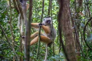 Madagascar Tourist Attractions Guide7