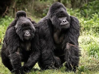 Top ten tourist attractions in Uganda7