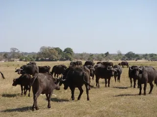 Botswana customs2