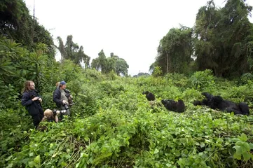 Jing people