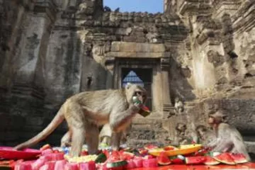Customs at Lopburi Monkey Buffet Festival in Kafuri, Thailand
