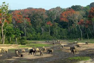 Customs and habits in the Central African Republic1