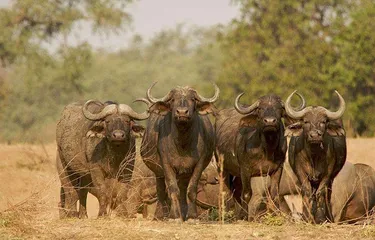 Popular tourist attractions in Zimbabwe10