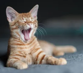 Cats do yoga movements in a graceful posture