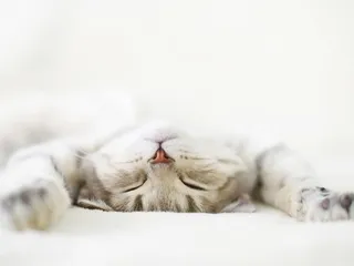 Eliminate back fatigue Cat Yoga