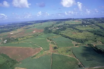 Barbados Traditional Festival-Sugarcane Harvest Festival1
