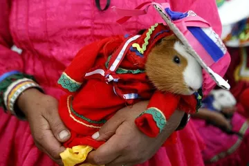"Guinea Pig Festival" in the small town of Huacho, Peru