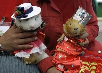 "Guinea Pig Festival" in the small town of Huacho, Peru1