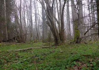 Introduction to the top ten tourist attractions in Latvia9