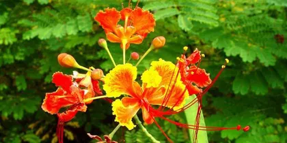 Cultural practices in Barbados3