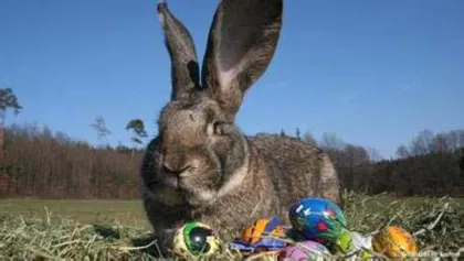 Easter customs in New Zealand1