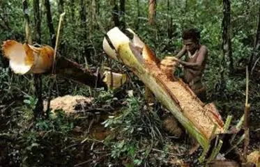 Indigenous Tribes in Papua New Guinea, Australia-The World's Last Stone Age