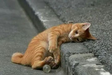 Folk custom: You cannot pick up things that come home, otherwise you will easily lose money and be unlucky2