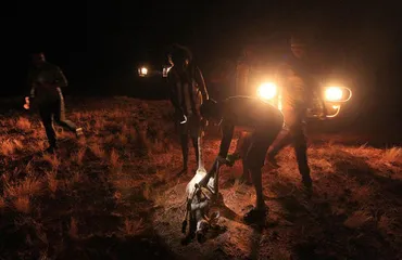 Indigenous eating customs in Australia0