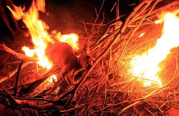 Indigenous eating customs in Australia1