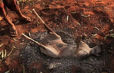 Indigenous eating customs in Australia2