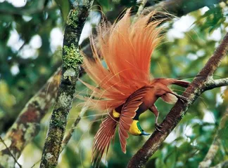 List of tourist attractions in Papua New Guinea3
