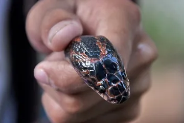 The bizarre folk customs of snakes3
