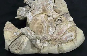 Introduction to Australia Museum Attractions8