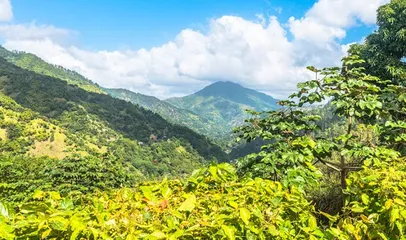 Travel guide for Jamaica11