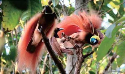 Customs and habits of Papua New Guinea, home of birds of paradise