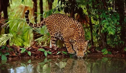 Six must-visit tourist attractions in Belize