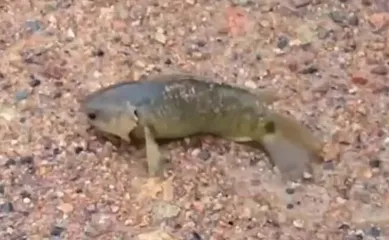 A strange fish that can walk and climb trees-climbing perch invades the Australian ecosystem