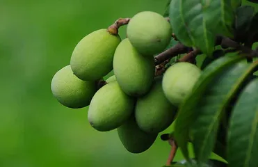 Eating customs in Vanuatu3