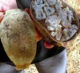 God's gift-Samoa's bread tree