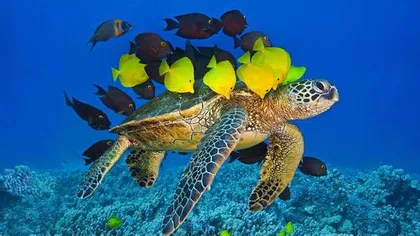 What customs and habits should I pay attention to when going to Hawaii?2