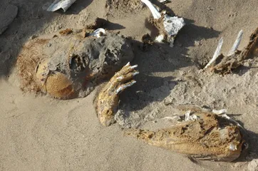 Nine strange incidents in Lop Nur2