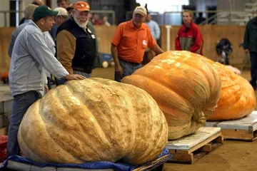 The most bizarre Guinness Book of Records17