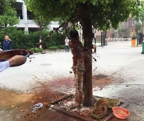A strange wedding custom in Ankang, Shaanxi Province: the groom was stripped naked, tied to a tree and splashed dog blood5