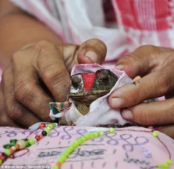 Indian customs villagers hold wedding ceremony for frogs2